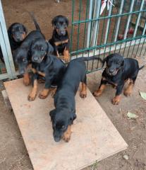 Dobermannwelpen