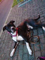 DRINGEND EIN NEUES ZUHAUSE GESUCHT
