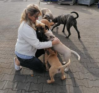 Dogo canario