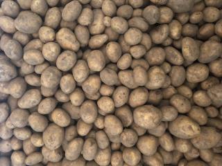 Futterkartoffeln