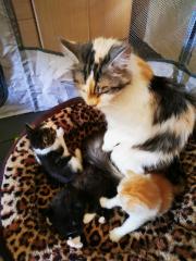 Maine-Coon mix Kitten