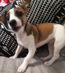 Zuverkaufen ist eine Süße Jackrussel