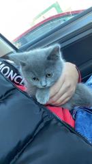 Britisch Kurzhaar-KITTEN