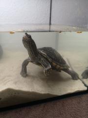 2 Wasserschildkröten