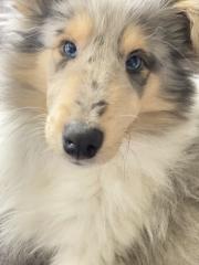 Britische Collie Welpen alle Farben