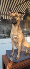 Liebevoller Malinois Boxer Mischling