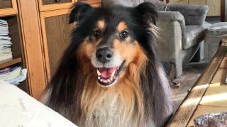 Reinrassiger Collie-Rüde mit Ahnentafel sucht Collie-Hündin
