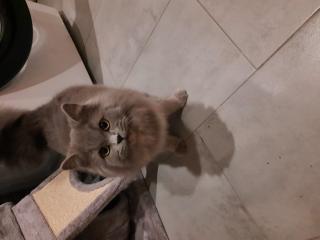 Verkauf von 1 BKH Katze 1 BLH Katze