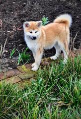 Reinrassiger Akita Inu Welpe