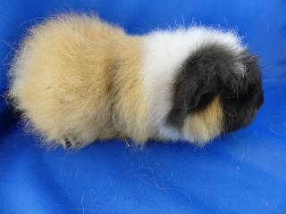 CH-Teddy Meerschweinchen abzugeben