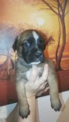 Zuckersüße Boxer Mix Welpen