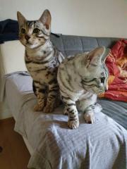 Zwei Süße Kitten zu verkaufen