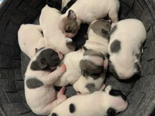 Welpen Französische Bulldoggen