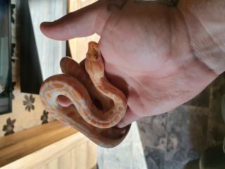 Tigerpython