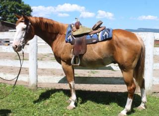 Super sanfter Painthorse Wallach