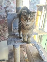 Schweren Herzens muss ich mich aus privaten Gründen von meiner 2 Katze trennen.