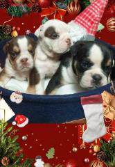 New Englische Bulldoggen welpen