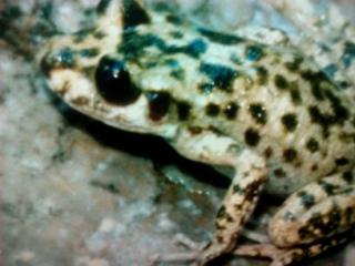 Alytes muletensis, Mallorca- Geburtshelferkröte