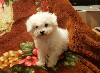 Bichon Frise Welpe,