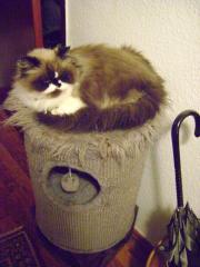 Katze reinrassig Perser 4 Jahre