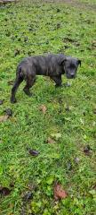 Cane Corso Welpen