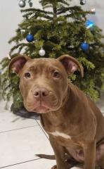 Red Nose pitbull welpe