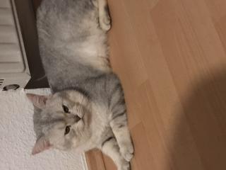 Bkh Deckkater