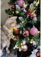 Reinrassige Kitten mit Stammbaum