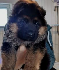 Schäferhund Welpen Stockhaar