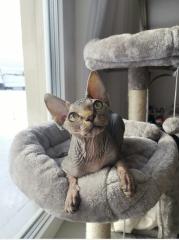 Canadian Sphynx Dame suche Kater