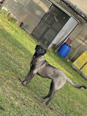 Sivas Kangal Reinrassig