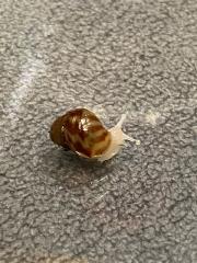 Lissachatina fulica / Lissachatina reticulata, White Jade,