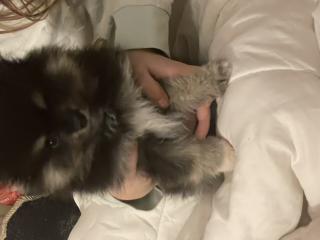 Wunderschöne Pomeranian zwergspitz Welpen reinrassig