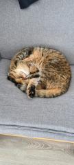 2 süsse Kater suchen liebevolle Familie
