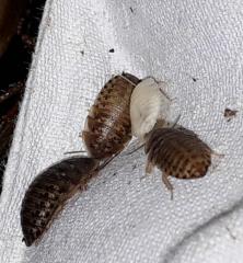 100 Stück Nachwuchs von argentinischen Waldschaben