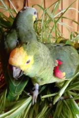 Blaustirnamazonen Pärchen abzugeben