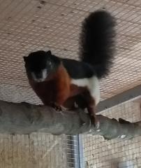 Schönhörnchen Weibchen