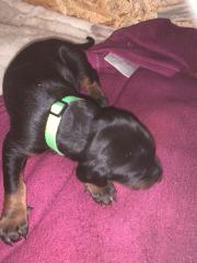 Dobermann Welpen-Mädchen