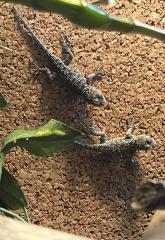 Malachitgrüne-Stachelleguane Sceloporus malachiticus Jungtiere