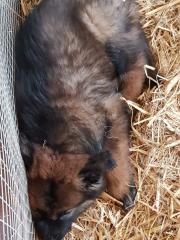 Groenendael Tervueren Deutscher Schäferhund Mix Welpen
