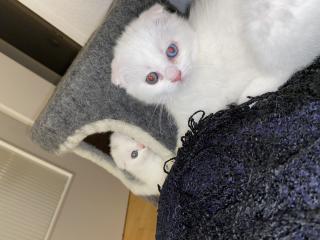 Bkh Kitten