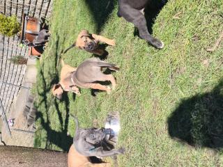 Deutsche Dogge