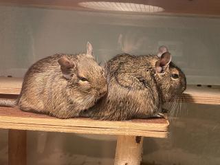 Bezauberndes Degu Pärchen sucht neues Zuhause