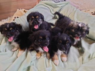 Shih -Tzu Mix Welpen . Abgabebereit