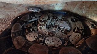 Verkaufe Brüderpaar- Boa Constrictor Imperator- Wildfarben