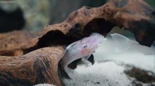 L144 Long Fin Ancistrus snow weiß
