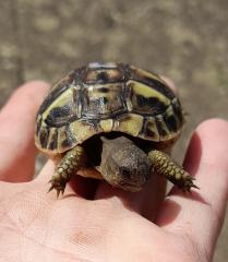 Testudo hermanni boettgeri NZ 2021 mit Cites