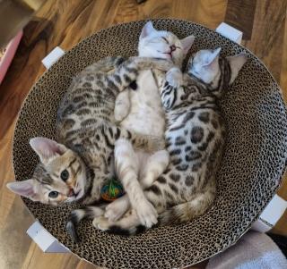 Bengal kitten mit Stammbaum