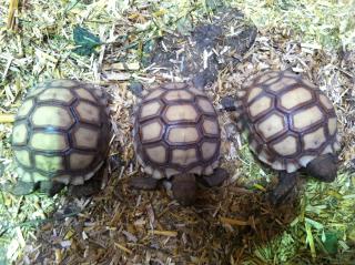Spornschildkröte geochelone sulcata NZ 2022