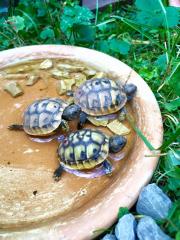 Griechische Landschildkröten Nz 2021